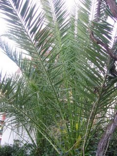 Dikenli palmiye – saw palmetto (serenosa repens)