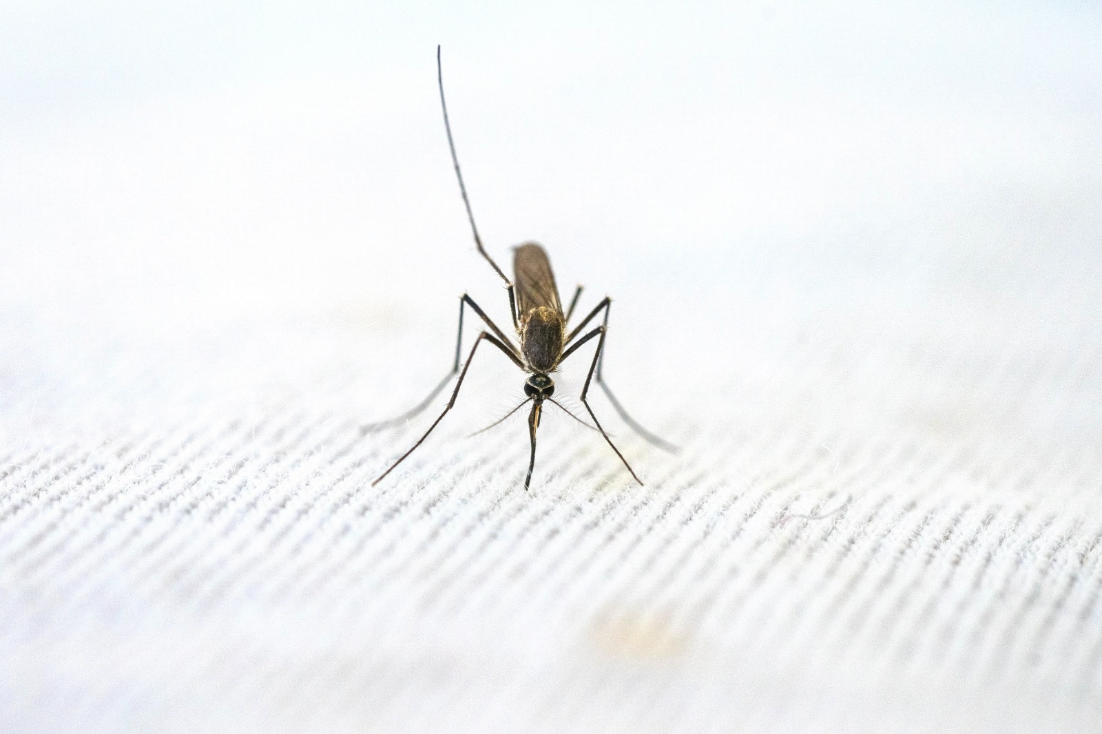 Sıtma (Malarya)