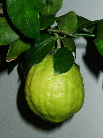 Ağaç kavunu (limon kavunu)