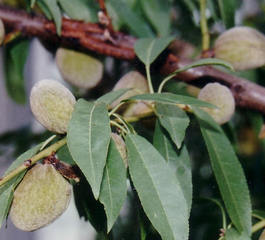 Badem (badem ağacı)