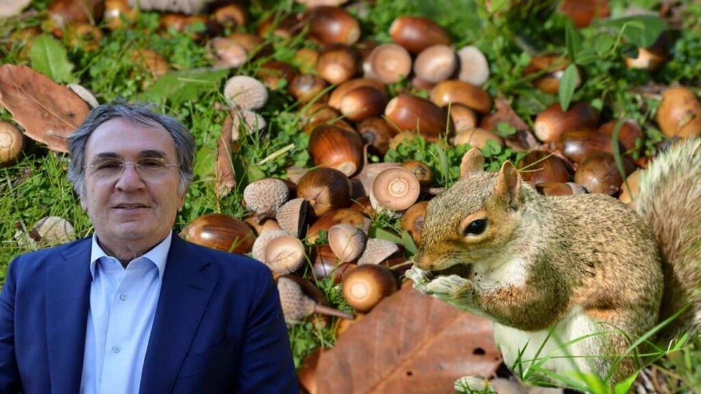 Meşe palamudu yenir mi? İbrahim Saraçoğlu’nun önerdiği meşe palamudunun yararları