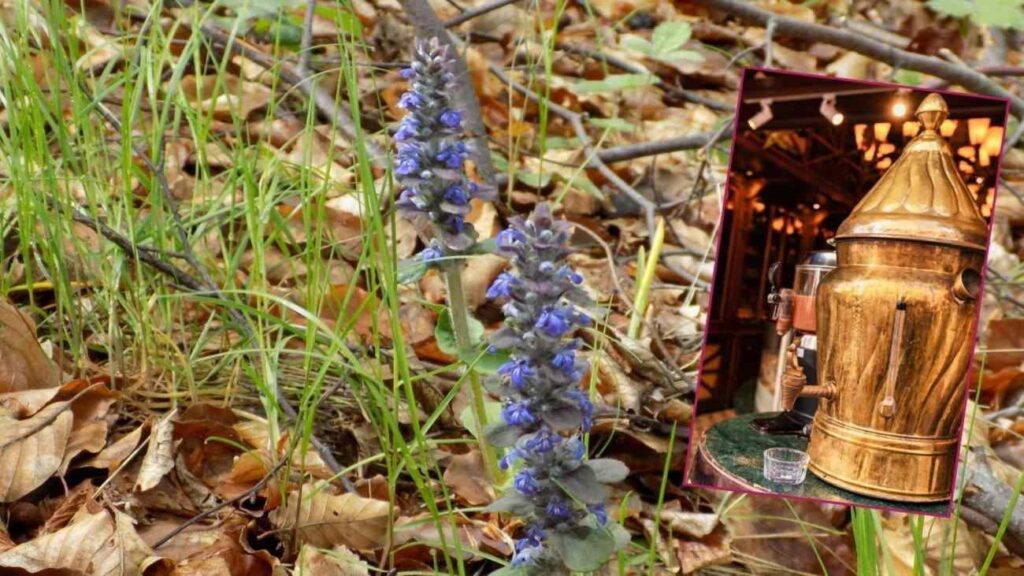 Toros Dağları’ndan toplanıyor: Gelir kapısı oldu! Salep bitkisinin yararları saymakla bitmiyor