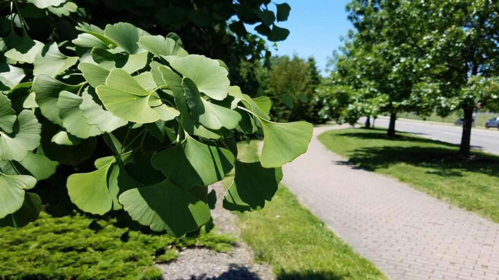 Hafızayı çelik üzere yapıyor! Atom bombasına direnen bitki Ginkgo Biloba’nın yararları