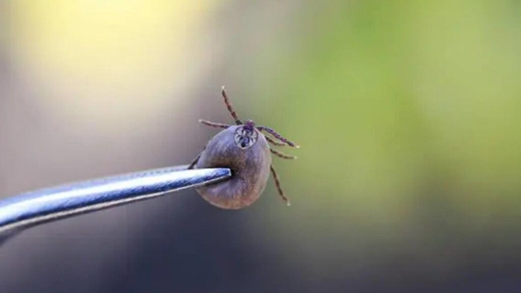 Kene alarmı tedirginliğe sebep oldu! Sıhhat Bakanlığı’ndan açıklama geldi