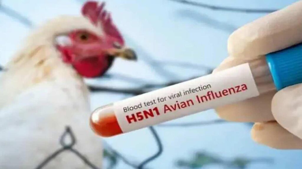 Meksika’da alarm verildi: Birinci sefer bir beşerde ‘H5N1’ kuş gribi tespit edildi!