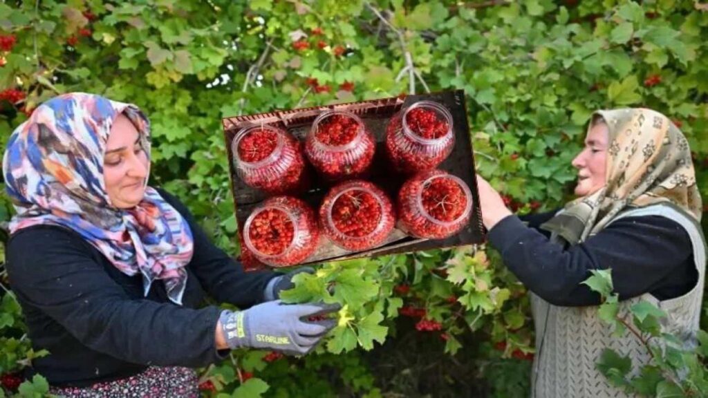 Az masraflı çok çıkar: Gilaburu meyvesi yararları saymakla bitmiyor