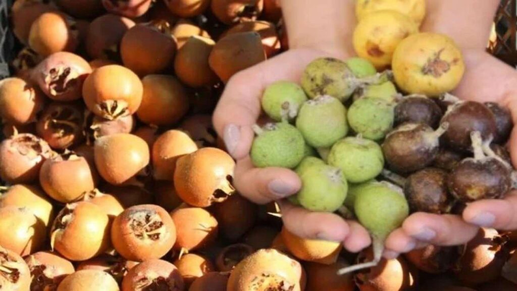 “Beşbıyık” tezgahlarda yerini aldı, kilosu 50 lira! Yararları saymakla bitmiyor