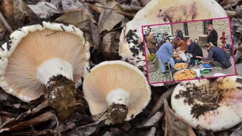 Herkes peşinde! Yalnızca 2 ay satılıyor: Kilosu 500 TL! Ebişke mantarının yararları