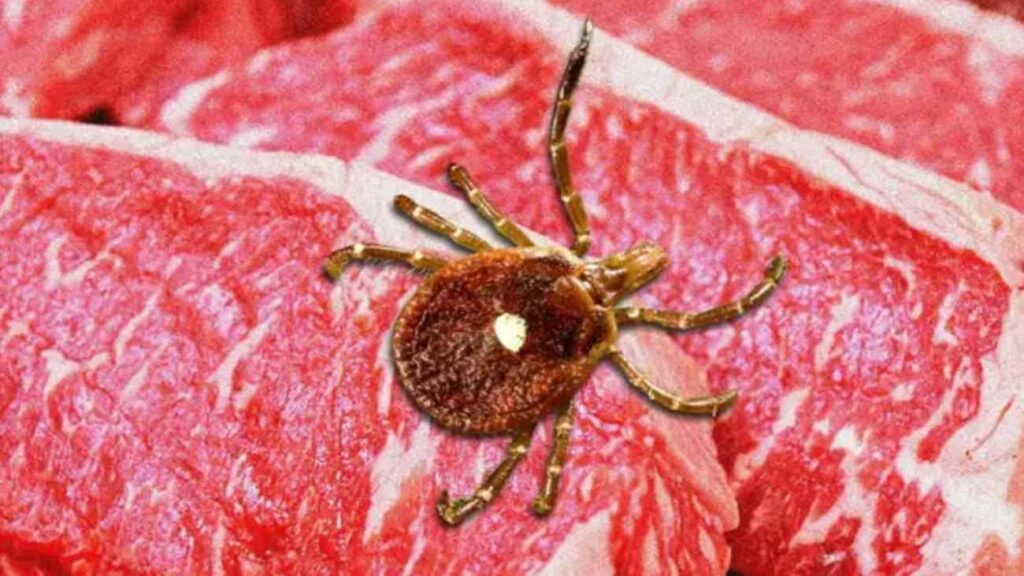 Kene ısırığı sizi hayat uzunluğu et ve süt eserlerinden yoksun edebilir! Alfa-Gal Sendromu nedir?