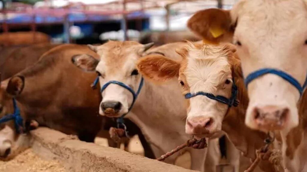 Türkiye alarmda: Şap salgını bu yıl daha ölümcül ve tehlikeli!