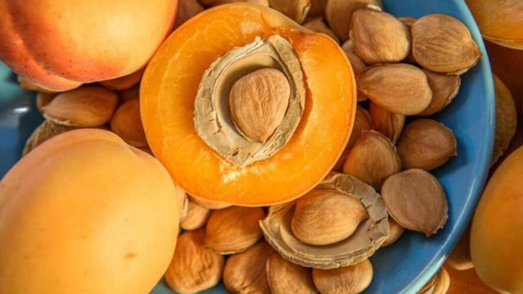 Uzman uyardı: Kayısı çekirdeği siyanür saçıyor, fazlası ölümcül!