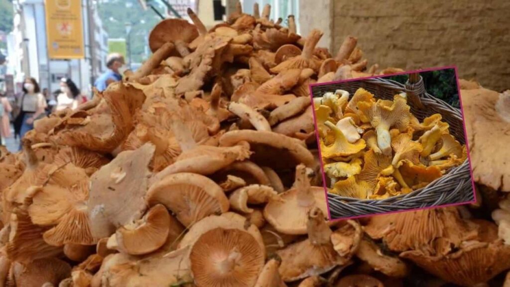 Yağmurla gelen rahmet: Fındık tirmiti mantarına ağır ilgi! Yararları say say bitmiyor