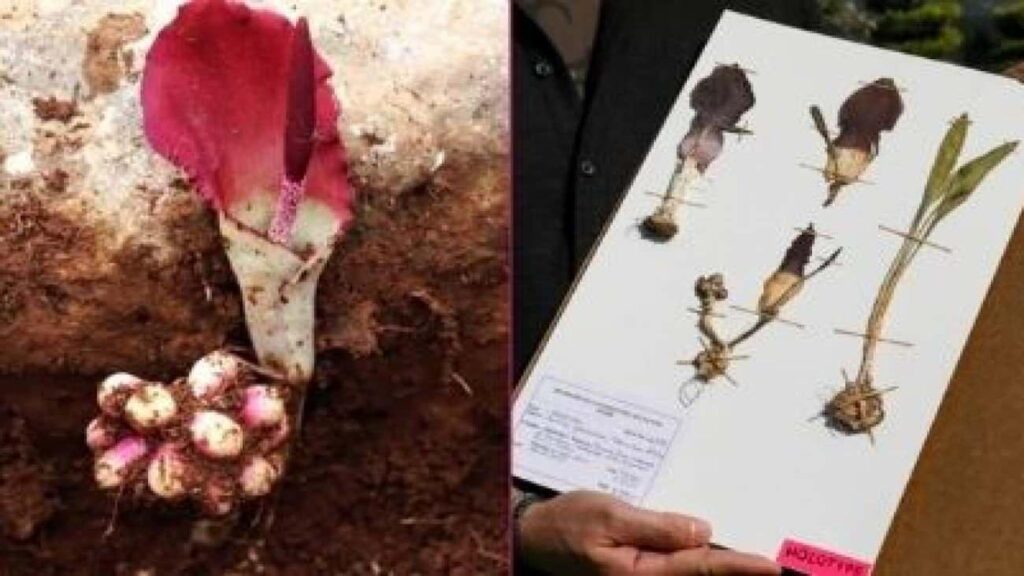 Yeni bitki tipi keşfedildi: “Karaman Yılan Pancarı” literatüre girdi! Yararları dikkat çekti